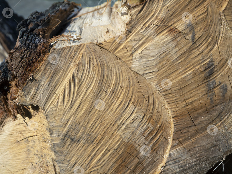 Скачать На спиленной поверхности дерева видны дугообразные следы, направленные по диагонали. Текстура древесины крупным планом. Естественный абстрактный фон с текстурой дерева. фотосток Ozero