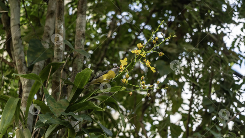 Скачать Яркая маленькая тропическая птичка coereba flaveola bananaquit фотосток Ozero