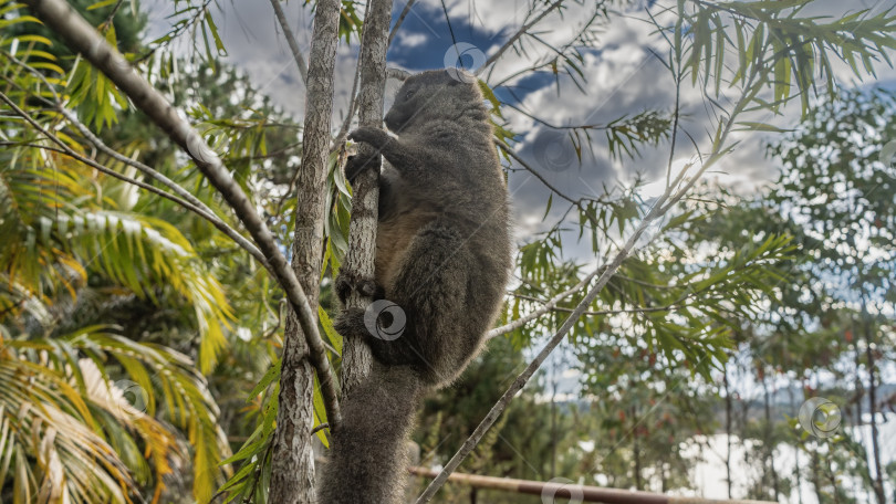 Скачать Милый маленький бамбуковый лемур сидит на дереве фотосток Ozero