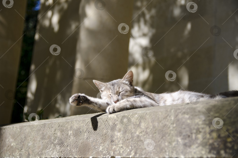 Скачать Забавный, смешной, сонный кот греется на солнце фотосток Ozero