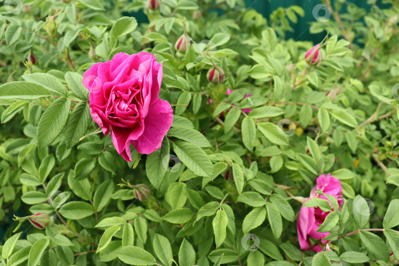 Скачать розовая роза распускается на зеленом кусте фотосток Ozero