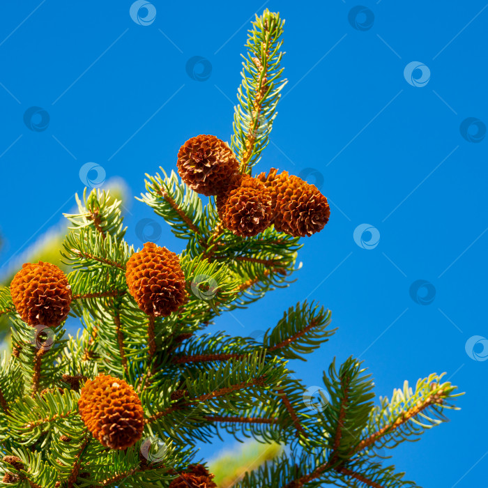 Скачать Ветви рождественской елки с шишками на фоне голубого неба. Сфокусируйтесь на переднем плане фотосток Ozero