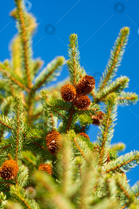 Скачать Вечнозеленые ветви ели с иголками, сосновыми шишками фотосток Ozero