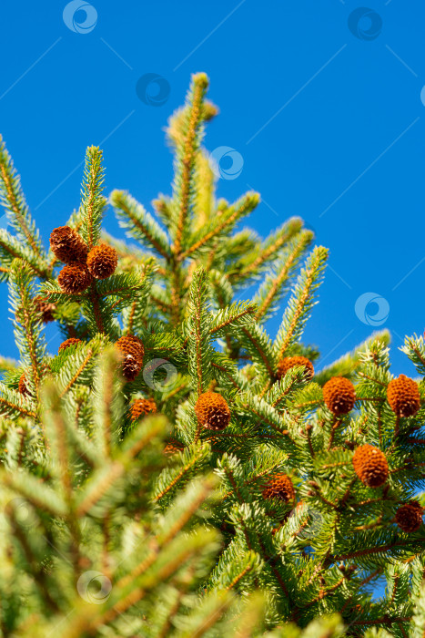 Скачать Ветка рождественской сосны с иголками и сосновыми шишками фотосток Ozero