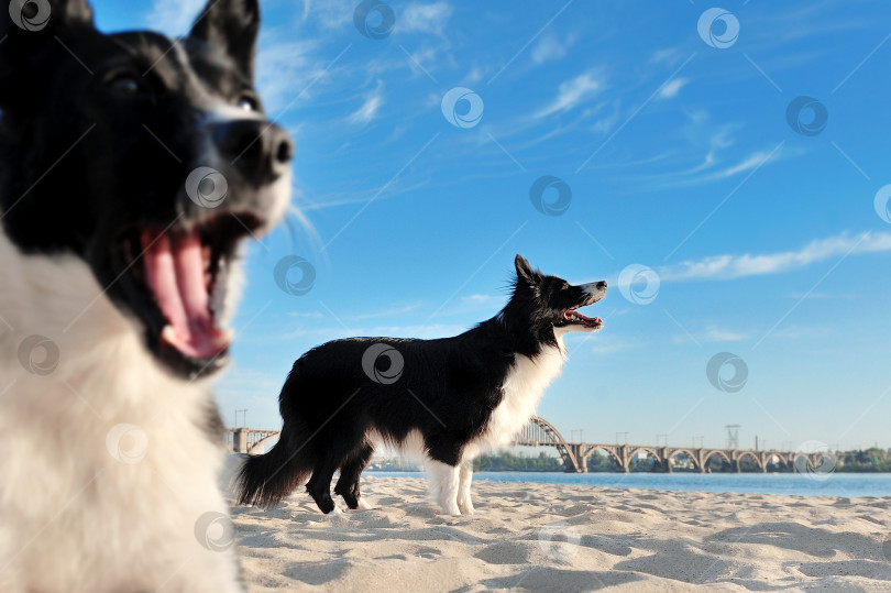 Скачать Две собаки гуляют по пляжу фотосток Ozero