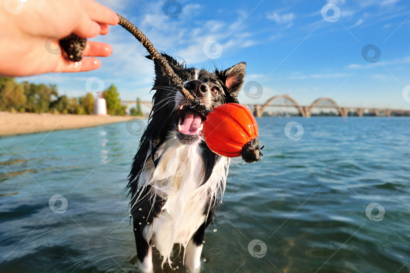 Скачать Собака пытается поймать резиновый мяч для игры фотосток Ozero