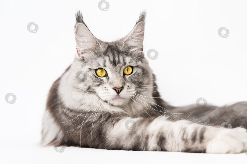 Скачать Кот породы мейн-кун лежит и смотрит в камеру. Студийный снимок, обрезанный вид котенка на белом фоне фотосток Ozero