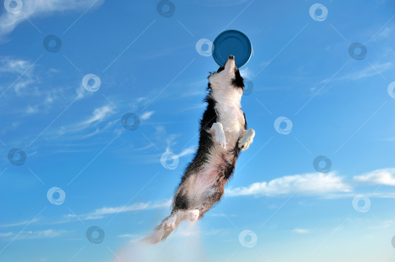 Скачать Собака высоко прыгает за игрушкой -летающим диском фотосток Ozero