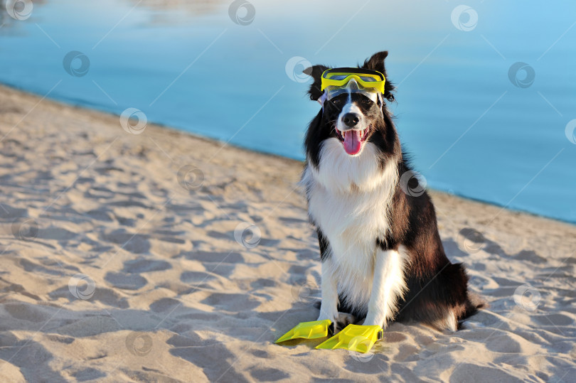 Скачать Сидит бордер-колли на пляже в плавательных очках фотосток Ozero