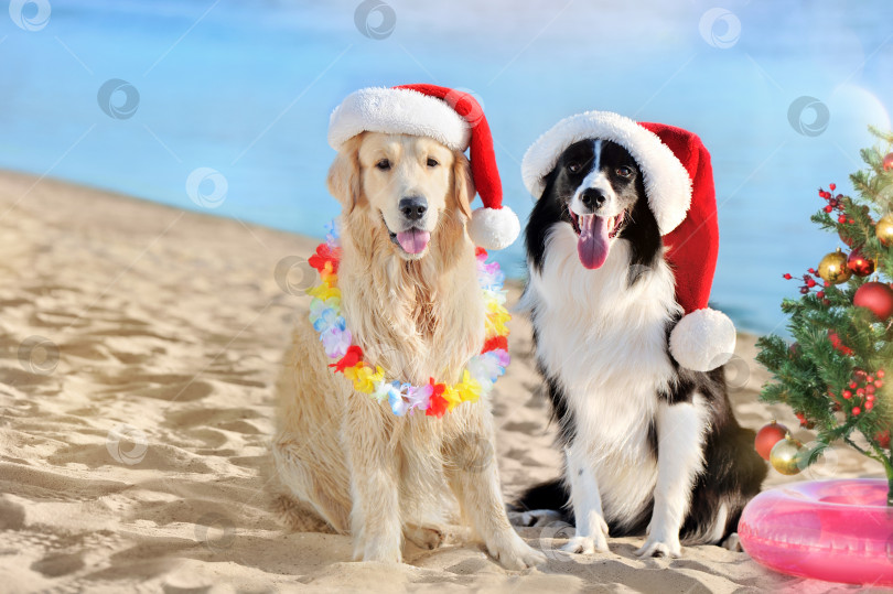 Скачать Собаки празднуют Рождество с рождественской елкой на пляже фотосток Ozero