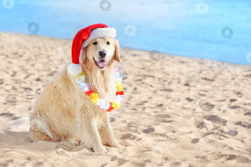 Скачать Золотистый ретривер в шляпе Санта-Клауса сидит на пляже фотосток Ozero