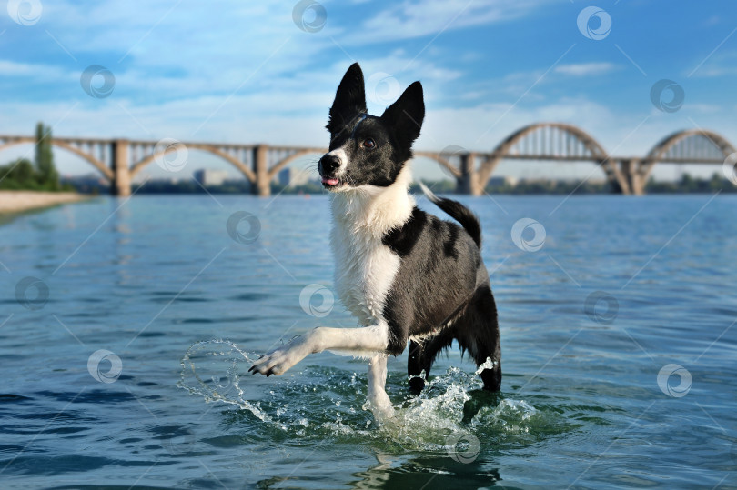 Скачать Бордер-колли, гуляющий по воде фотосток Ozero