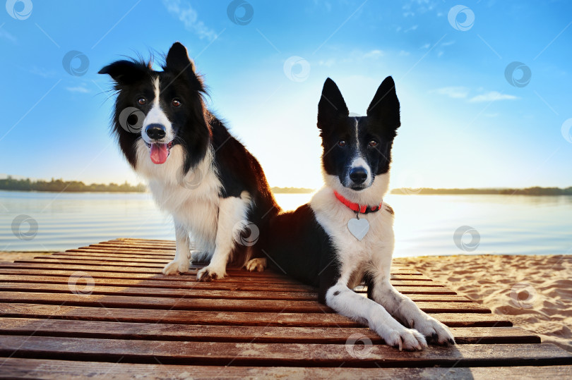 Скачать Две собаки отдыхают на берегу реки фотосток Ozero