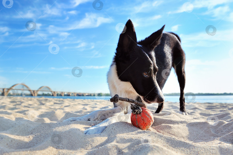 Скачать Молодой бордер-колли играет с мячом на песчаном пляже фотосток Ozero