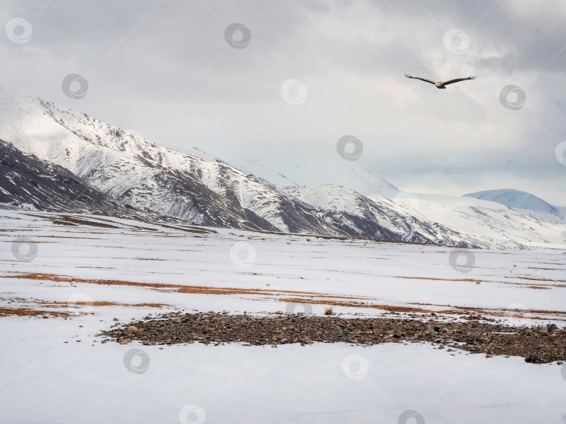 Скачать Снежная гора в Монголии. Живописный пейзаж со снежной вершиной горы. Прекрасный вид с каменистой снежной горы на горный хребет под голубым небом в солнечный день. фотосток Ozero