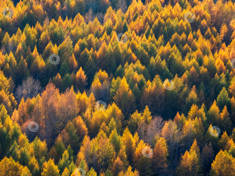 Скачать Абстрактный фон солнечного леса из лиственниц, вид с высоты птичьего полета. фотосток Ozero