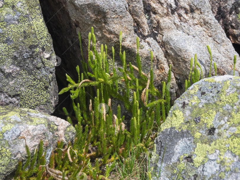 Скачать Lycopodium clavatum растет в зеленом весеннем лесу в дождливых Западных Саянах, ботанический природный фон. Трава растет возле каменной пещеры. фотосток Ozero