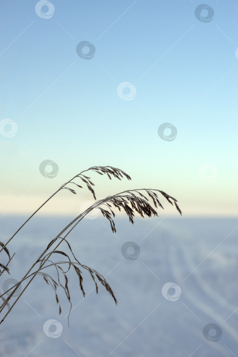 Скачать Трава, покрытая инеем, сфотографирована на фоне снежного поля. фотосток Ozero