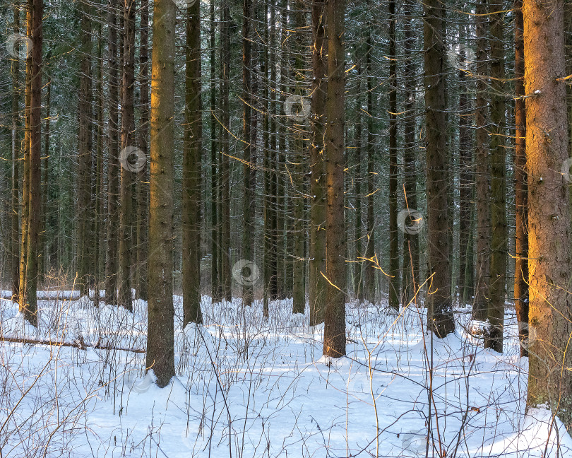 Скачать Еловый лес зимой. Стволы деревьев освещены закатным солнцем. фотосток Ozero