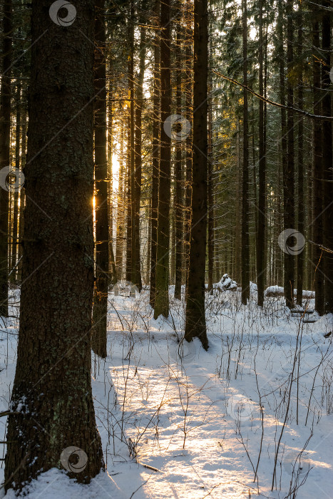 Скачать Еловый лес зимой. Стволы деревьев освещены закатным солнцем. Солнечные лучи просвечивают сквозь деревья. фотосток Ozero