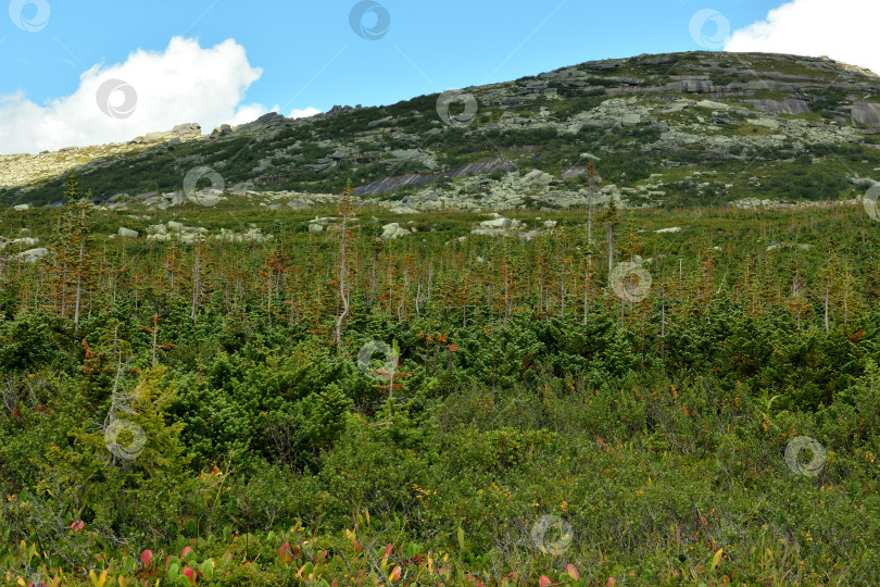 Скачать Молодые невысокие лиственницы на широкой поляне у подножия высокой горы солнечным летним днем. фотосток Ozero