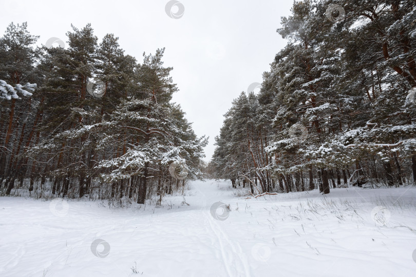 Скачать Сосны в снегу фотосток Ozero