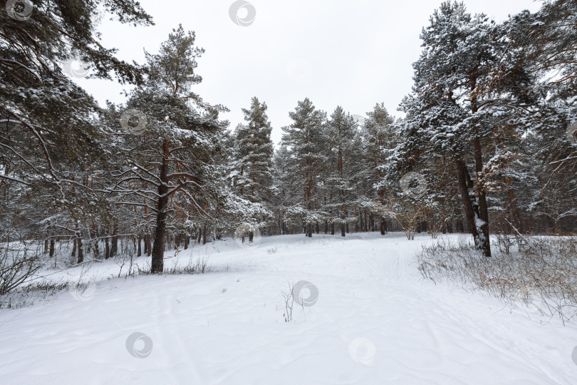 Скачать Зимний пейзаж фотосток Ozero