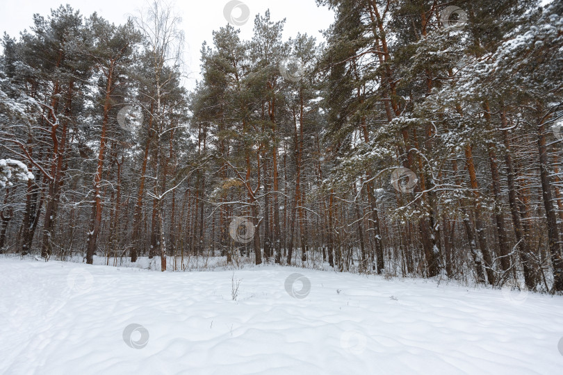 Скачать Зимний пасмурный пейзаж фотосток Ozero