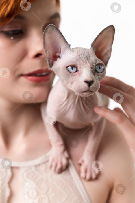Скачать Безволосый котенок-сфинкс голубого, норкового и белого окраса сидит на плече молодой женщины фотосток Ozero