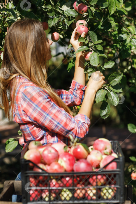 Скачать Девушка-фермер собирает яблоки в саду фотосток Ozero