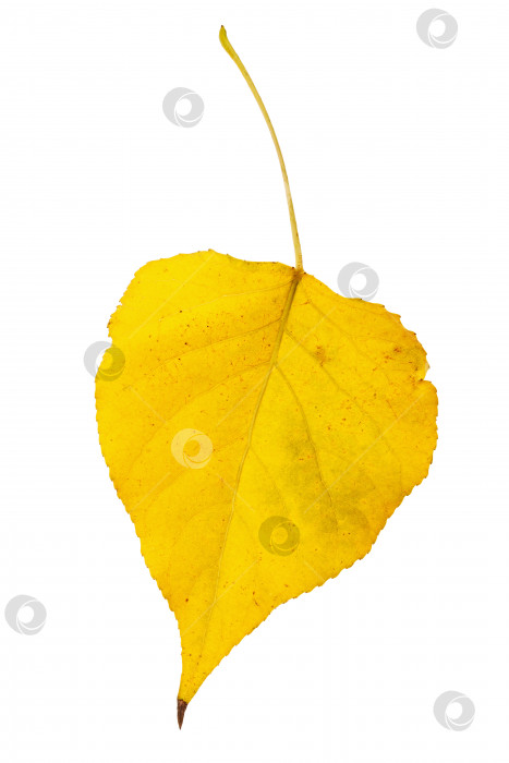 Скачать Желтый осенний лист тополя, выделенный на белом фоне фотосток Ozero