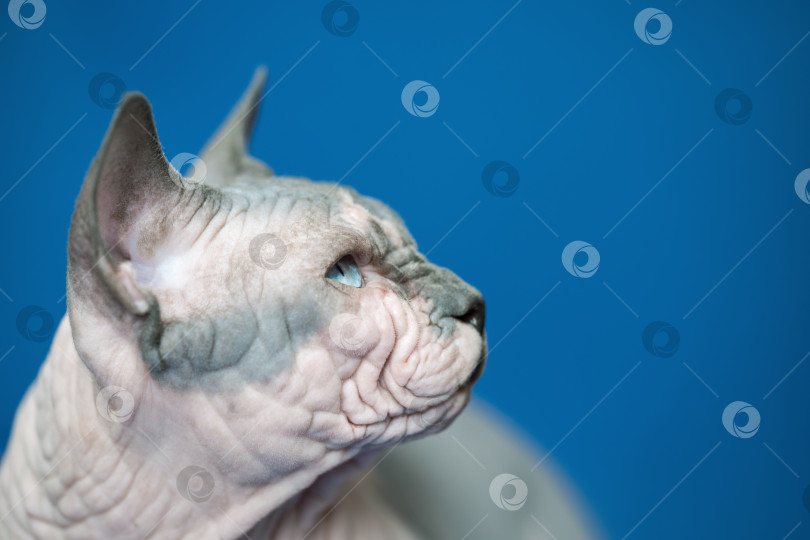 Скачать Портрет канадского кота-сфинкса на синем фоне фотосток Ozero