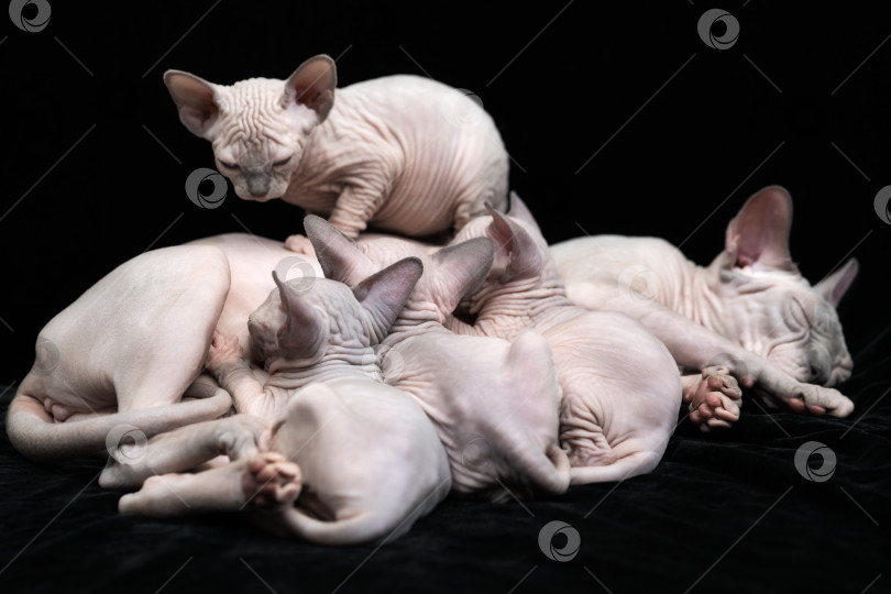 Скачать Мама кошки канадского сфинкса лежит и кормит молоком своих четырех котят. Кошачья семья на черном фоне фотосток Ozero