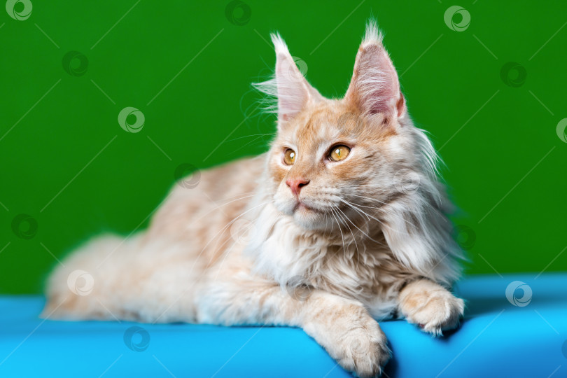 Скачать Портрет рыжей полосатой кошки породы Мейн-кун, лежащей на светло-голубом и зеленом фоне и смотрящей в сторону фотосток Ozero