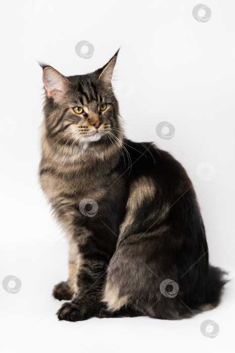 Скачать Длинношерстная американская лесная кошка. Портрет полосатой кошки породы мейн-кун, сидящей на белом фоне фотосток Ozero