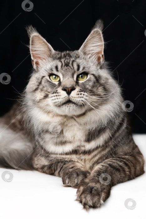 Скачать Симпатичная полосатая кошка породы Мэн, лежащая на черно-белом фоне и смотрящая в камеру фотосток Ozero
