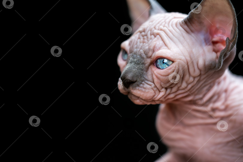 Скачать Портрет котенка канадского сфинкса с большими голубыми глазами на черном фоне фотосток Ozero