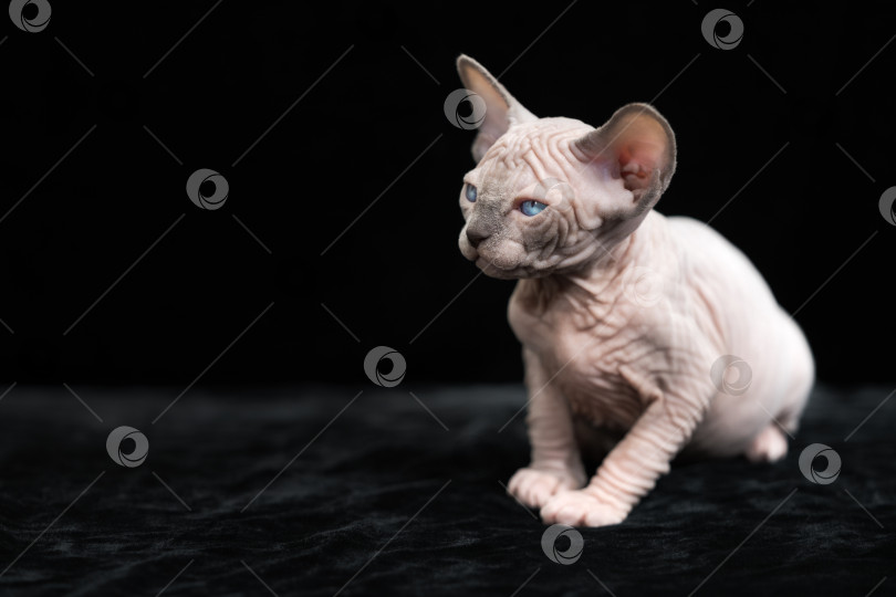 Скачать Безволосый котенок канадского сфинкса породы голубая норка белого окраса на черном фоне фотосток Ozero