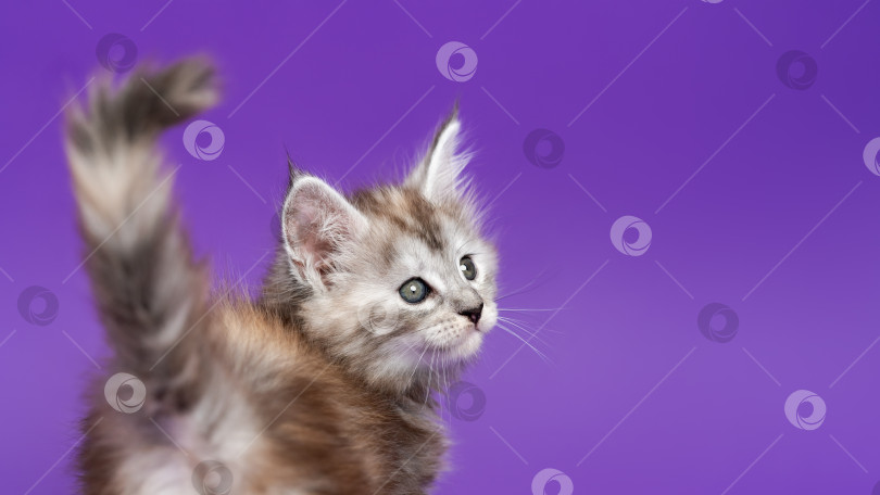 Скачать Молодая породистая кошка породы мейн-кун черно-серебристого полосатого окраса стоит на фиолетовом фоне, подняв хвост фотосток Ozero