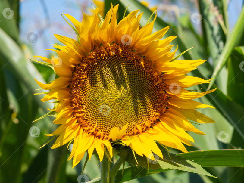 Скачать Цветок подсолнуха крупным планом в солнечный день в поле фотосток Ozero
