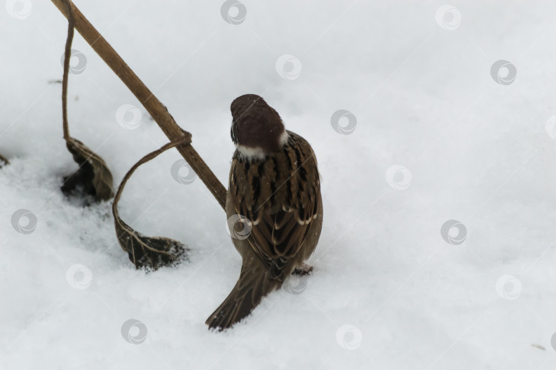 Скачать Воробей (Passer domesticus) на ветке в снегу. Птицы Восточной Сибири, Россия. Воробей на снегу, зима. фотосток Ozero