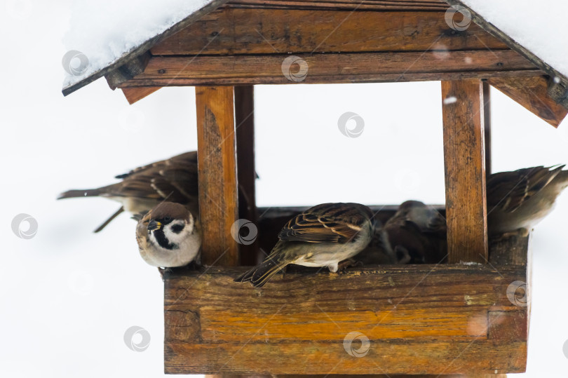 Скачать Воробьи (лат. Passer domesticus) в кормушке для птиц снежным зимним днем. Фотопроект "Птицы". Птицы Восточной Сибири. фотосток Ozero