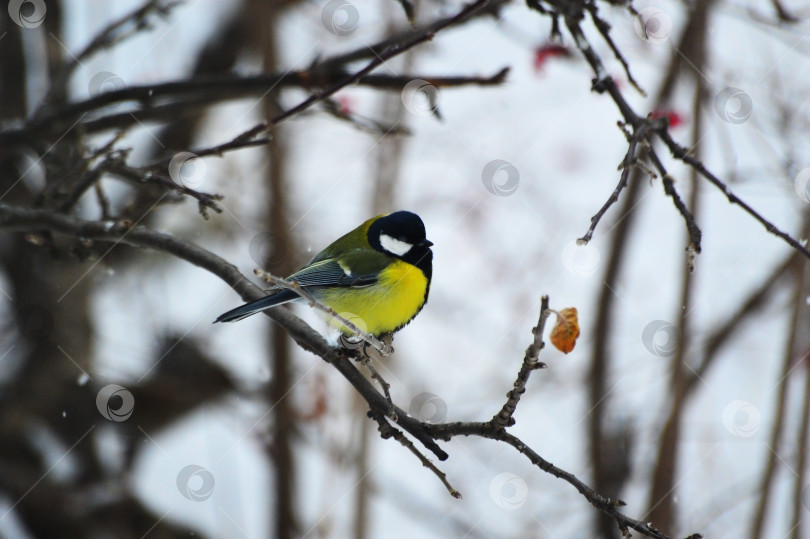 Скачать Большая синица (Parus Major) на ветке зимой. Замерзшая, взъерошенная птица фотосток Ozero