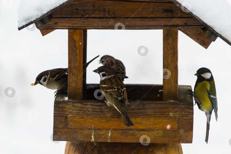 Скачать Большая синица (Parus major) на кормушке зимой и воробьи в кормушке для птиц холодным зимним днем фотосток Ozero