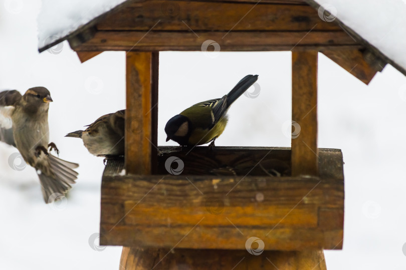 Скачать Большая синица (Parus major) на кормушке зимой и воробьи в кормушке для птиц холодным зимним днем фотосток Ozero