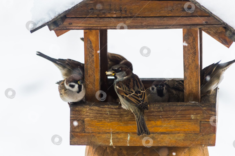 Скачать Воробьи (лат. Passer domesticus) в кормушке для птиц снежным зимним днем. Фотопроект "Птицы". Птицы Восточной Сибири. фотосток Ozero