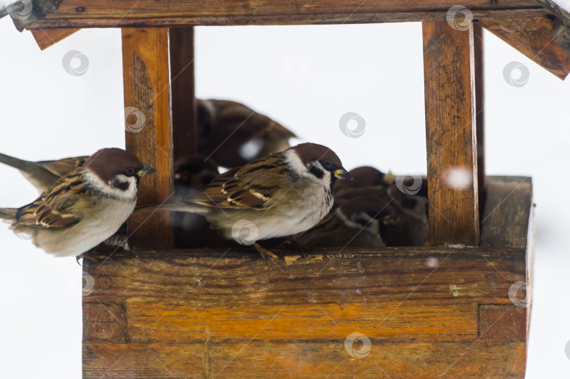 Скачать Воробьи (лат. Passer domesticus) в кормушке для птиц снежным зимним днем. Фотопроект "Птицы". Птицы Восточной Сибири. фотосток Ozero