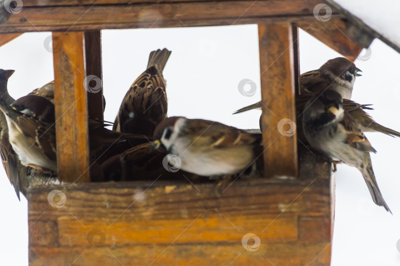 Скачать Воробьи (лат. Passer domesticus) в кормушке для птиц снежным зимним днем. Фотопроект "Птицы". Птицы Восточной Сибири. фотосток Ozero