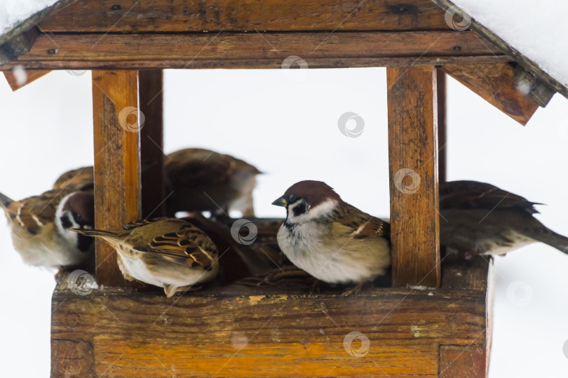 Скачать Воробьи (лат. Passer domesticus) в кормушке для птиц снежным зимним днем. Фотопроект "Птицы". Птицы Восточной Сибири. фотосток Ozero