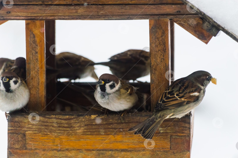 Скачать Воробьи (лат. Passer domesticus) в кормушке для птиц снежным зимним днем. Фотопроект "Птицы". Птицы Восточной Сибири. фотосток Ozero